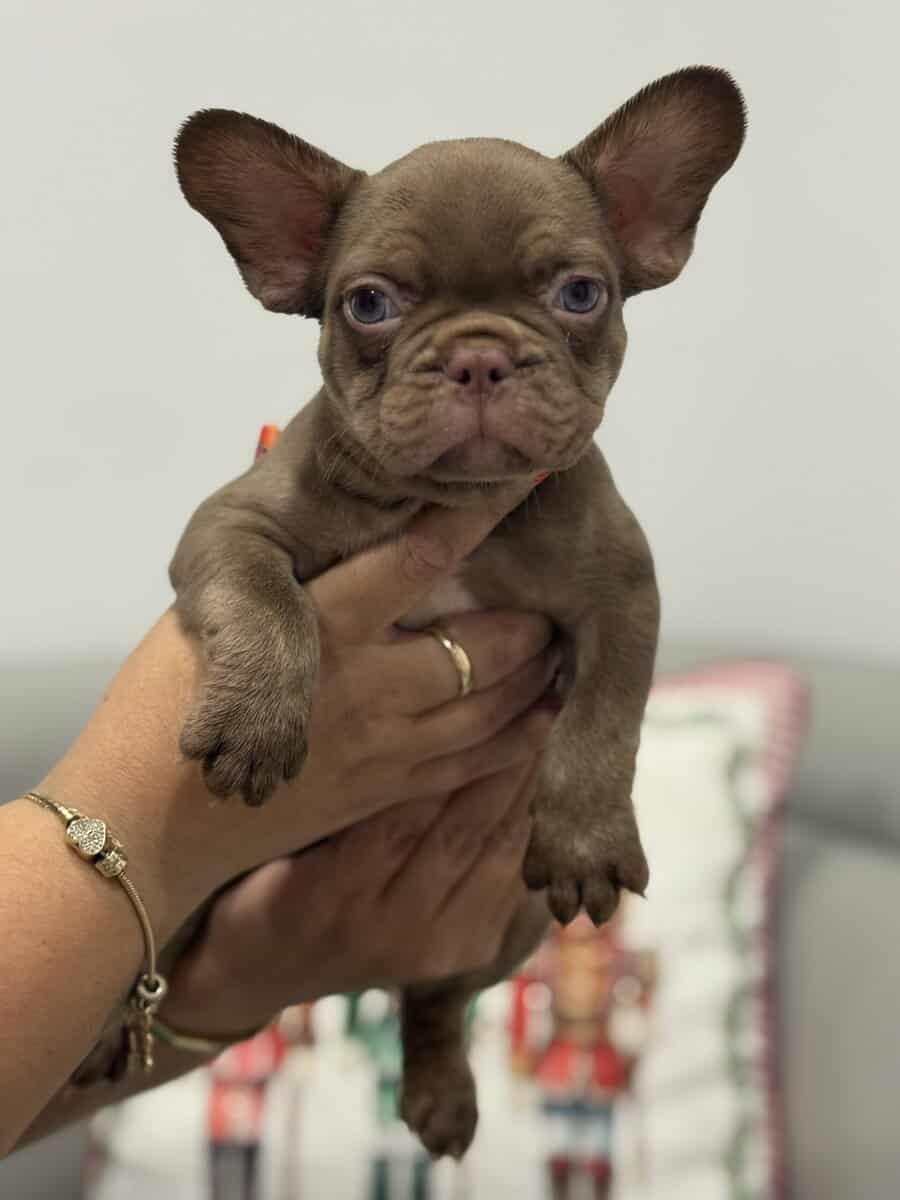 French bulldog for sale image 4