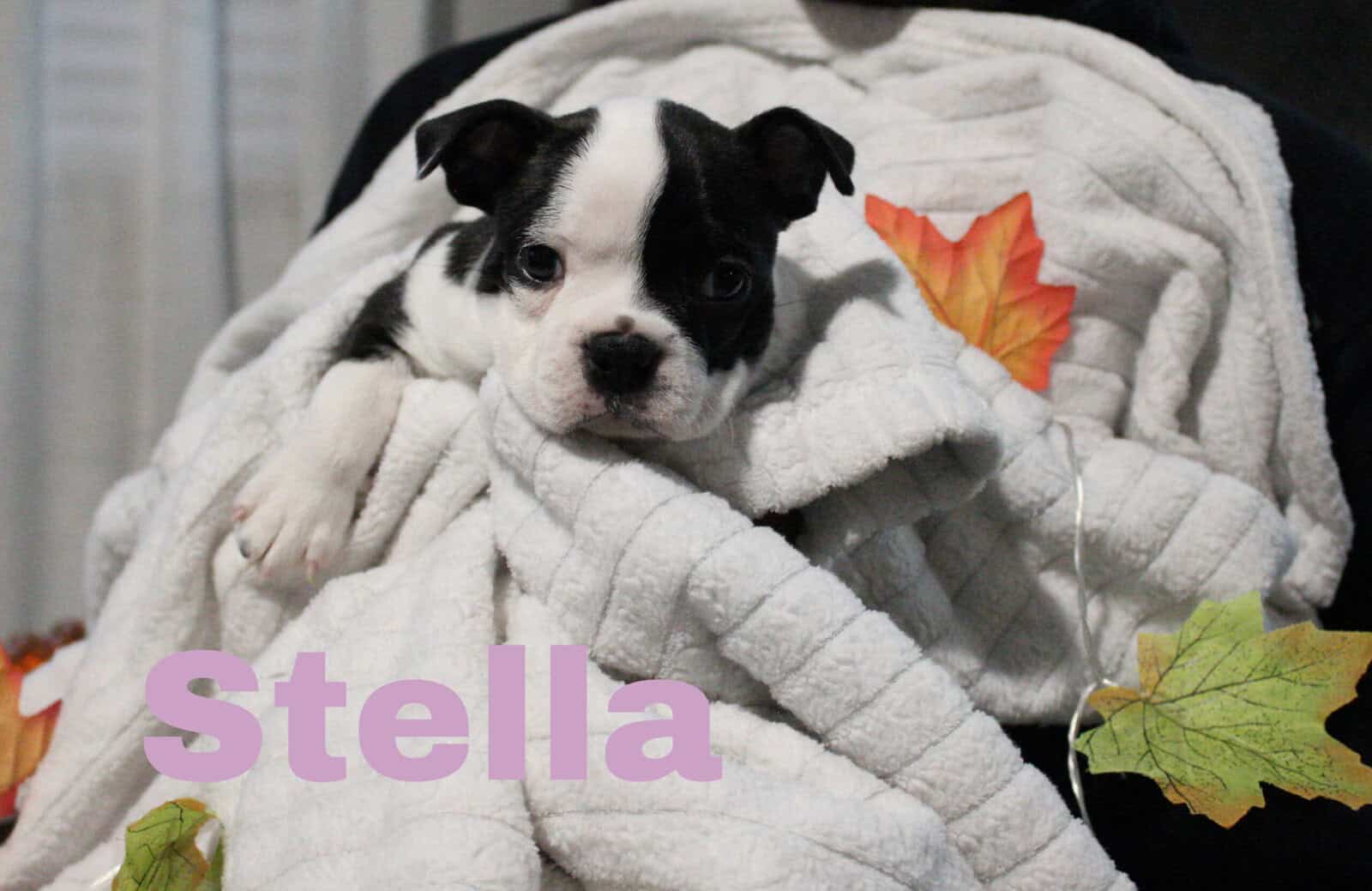 8 Boston Terrier Puppies image 5