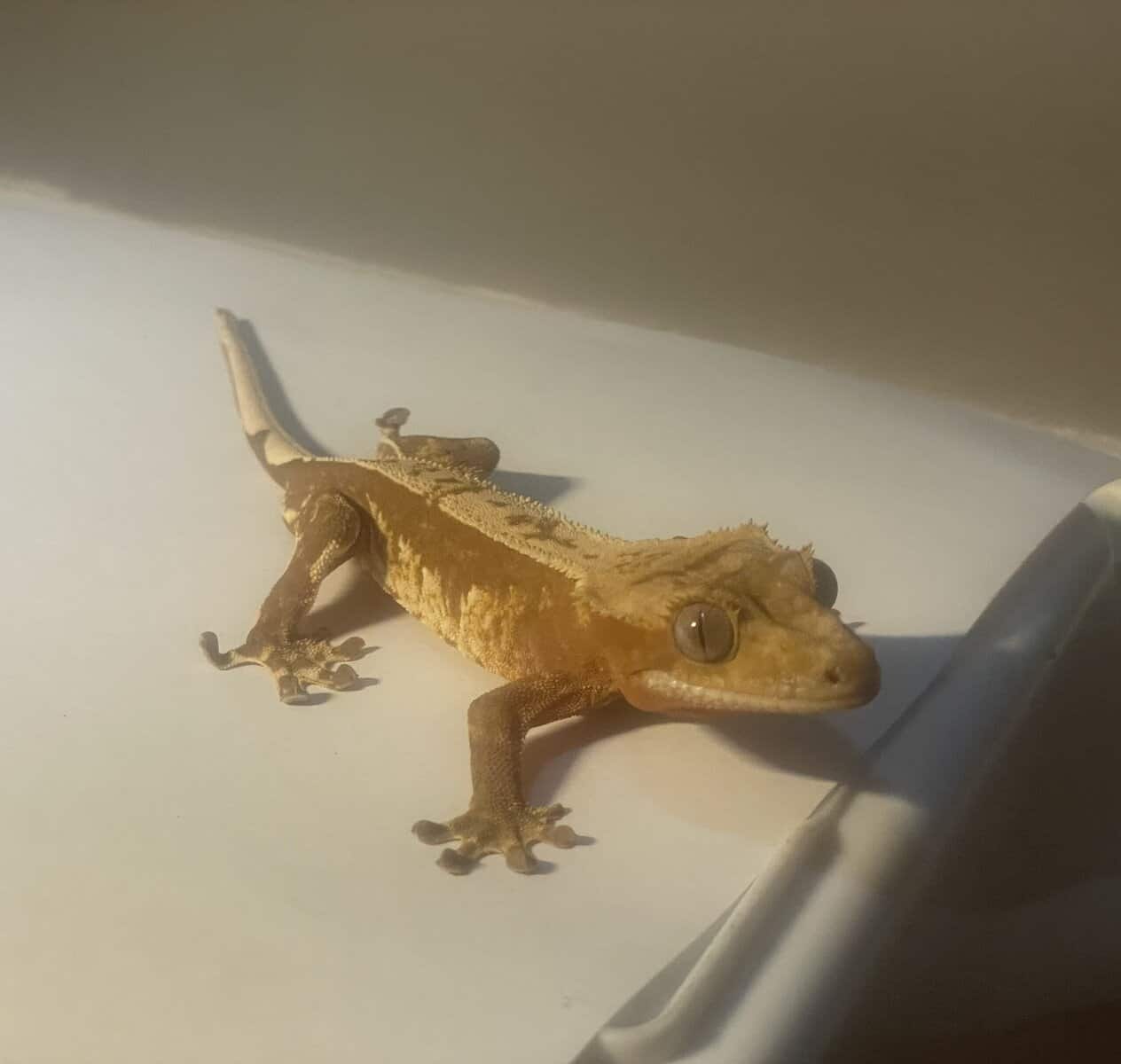 Crested Gecko male 20g image 3