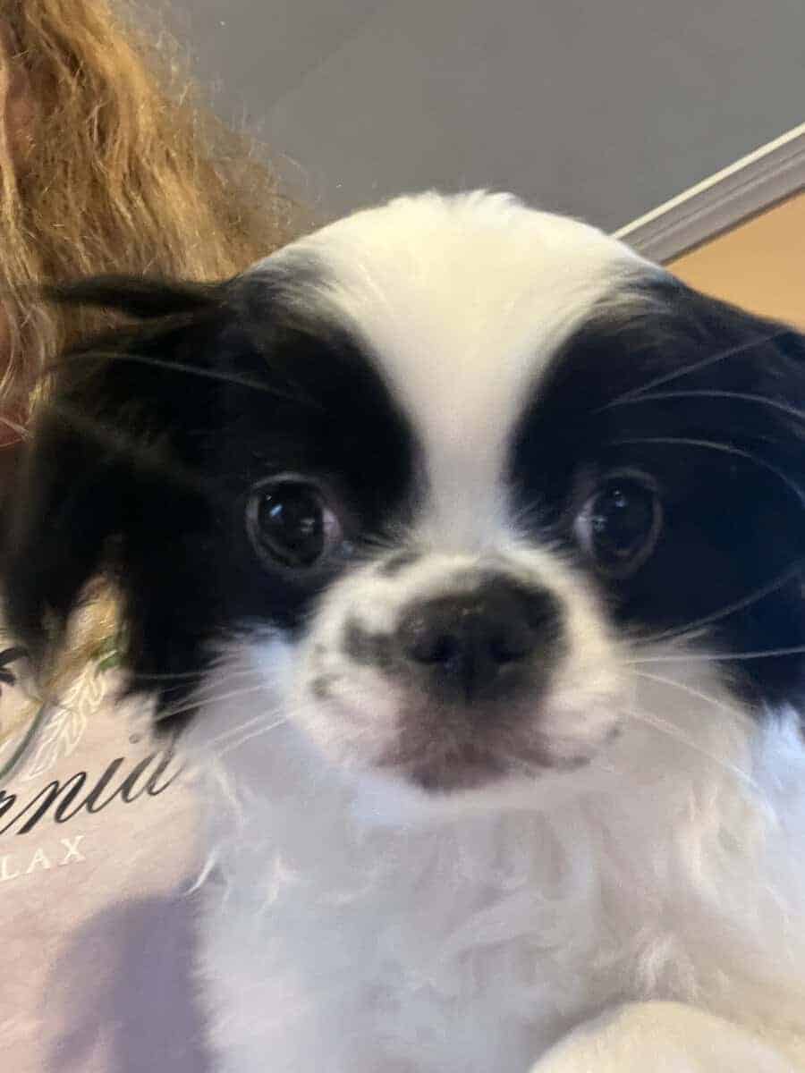 Japanese chin puppies ready 11/22/25 image 3
