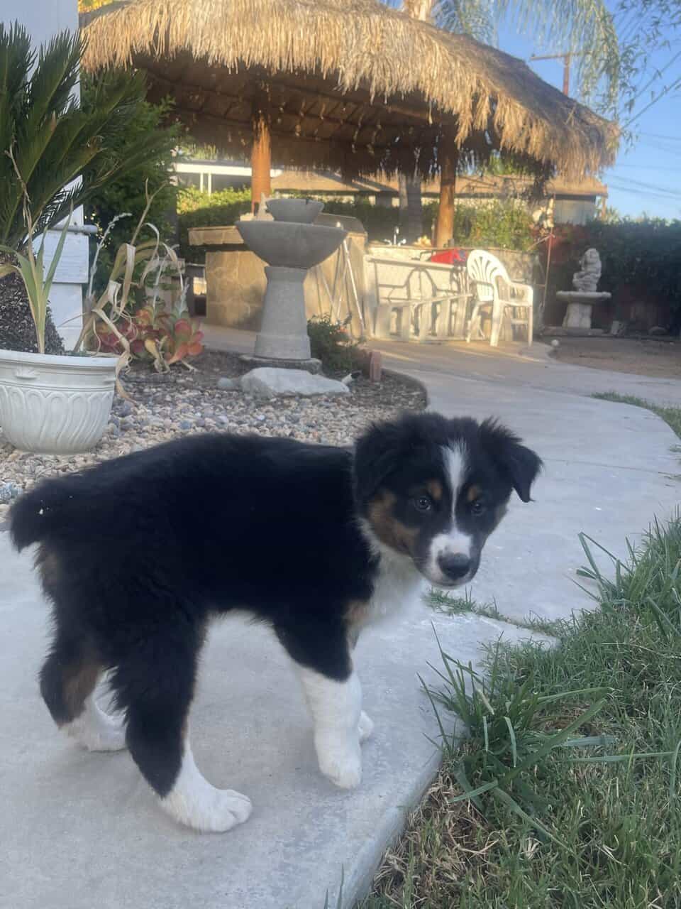 Australian Shepherd Puppy image 5