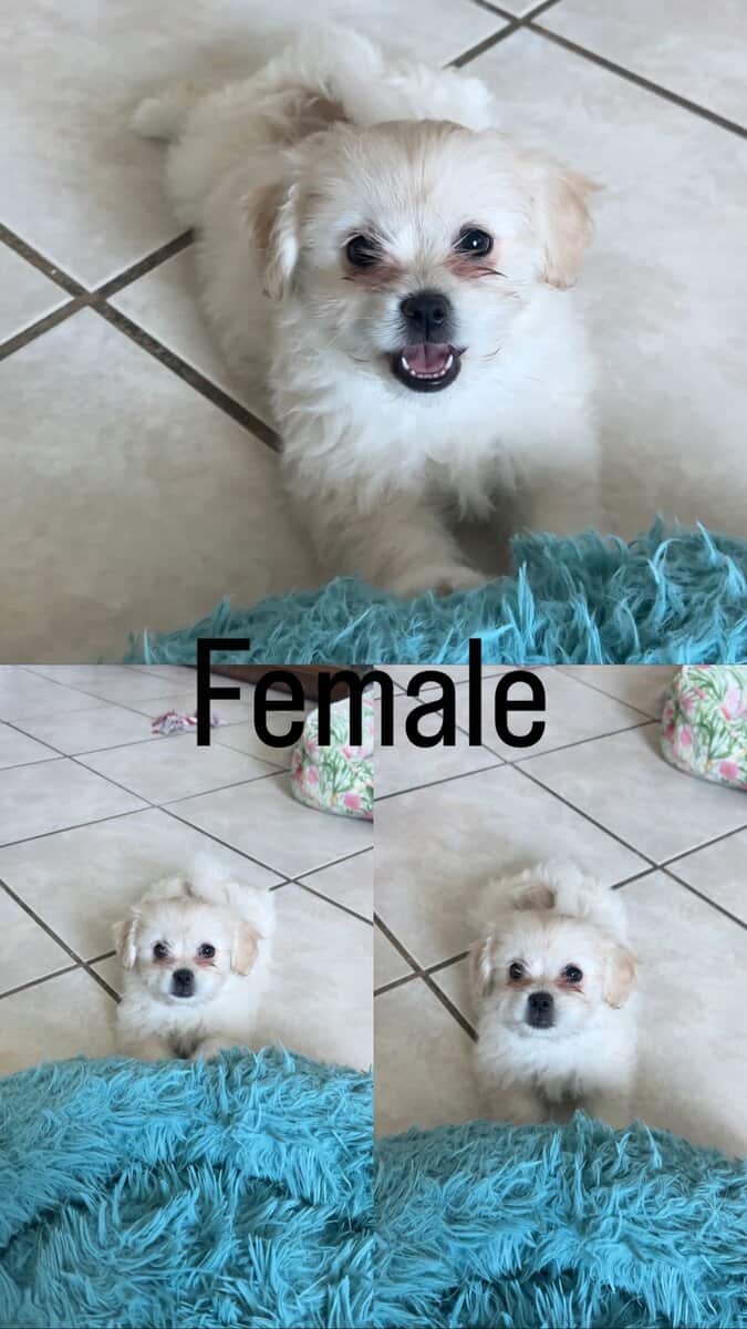 Pomeranian mix puppies image 3