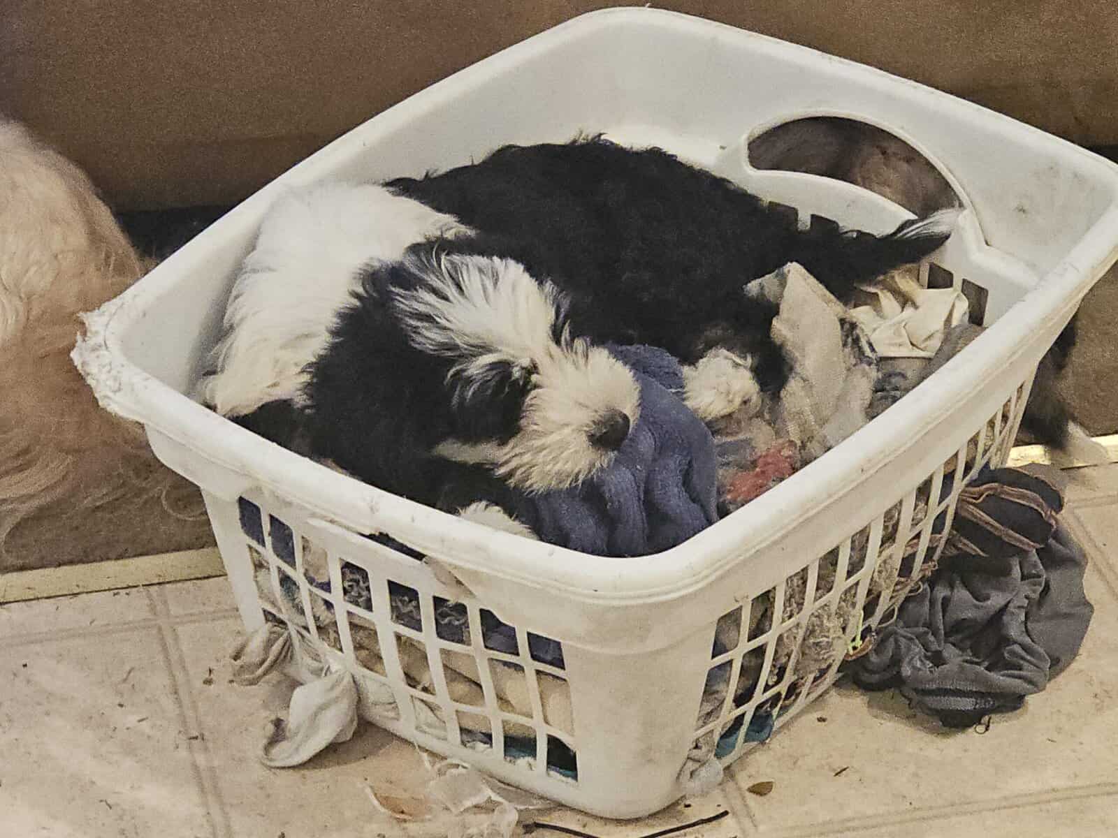 Tibetan Terriers image 4