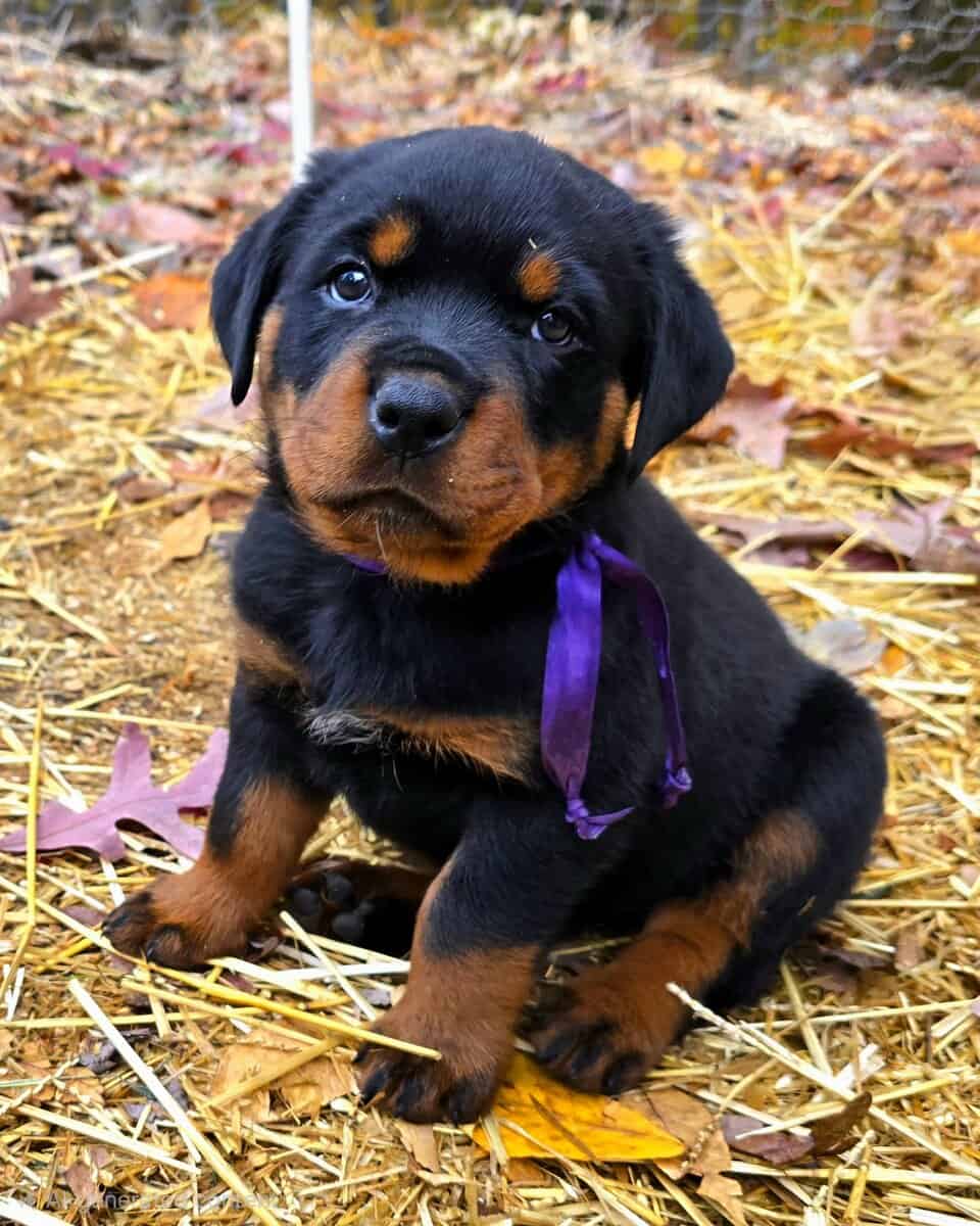 Rottweiler Puppies image 5