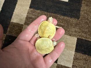 Baby albino red eared slider turtles