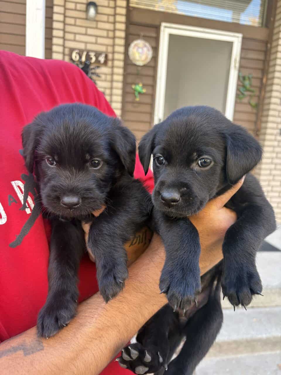 Lab × Husky Puppies Looking for Loving Homes! image 1