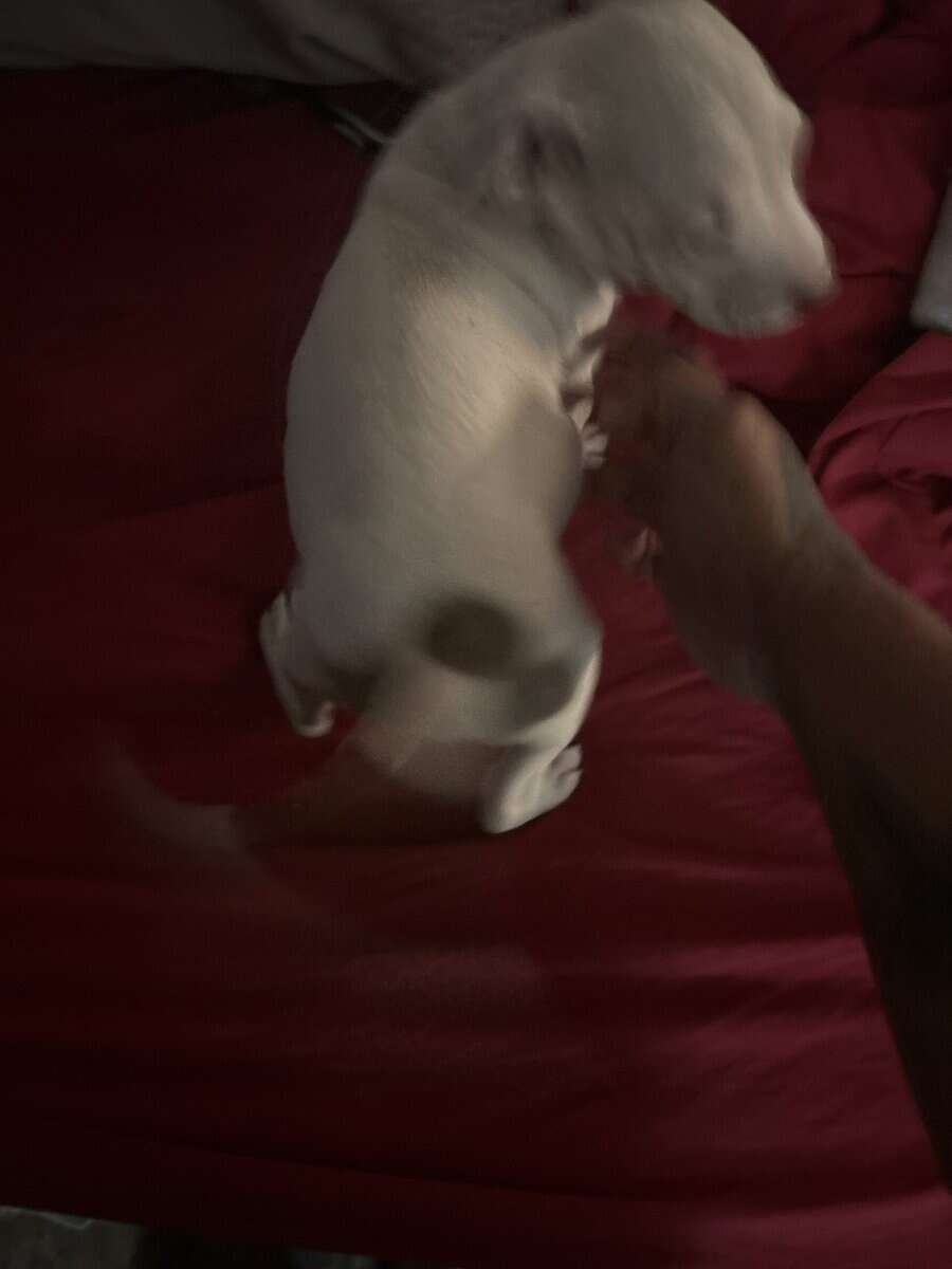 American pitbull terrier image 2