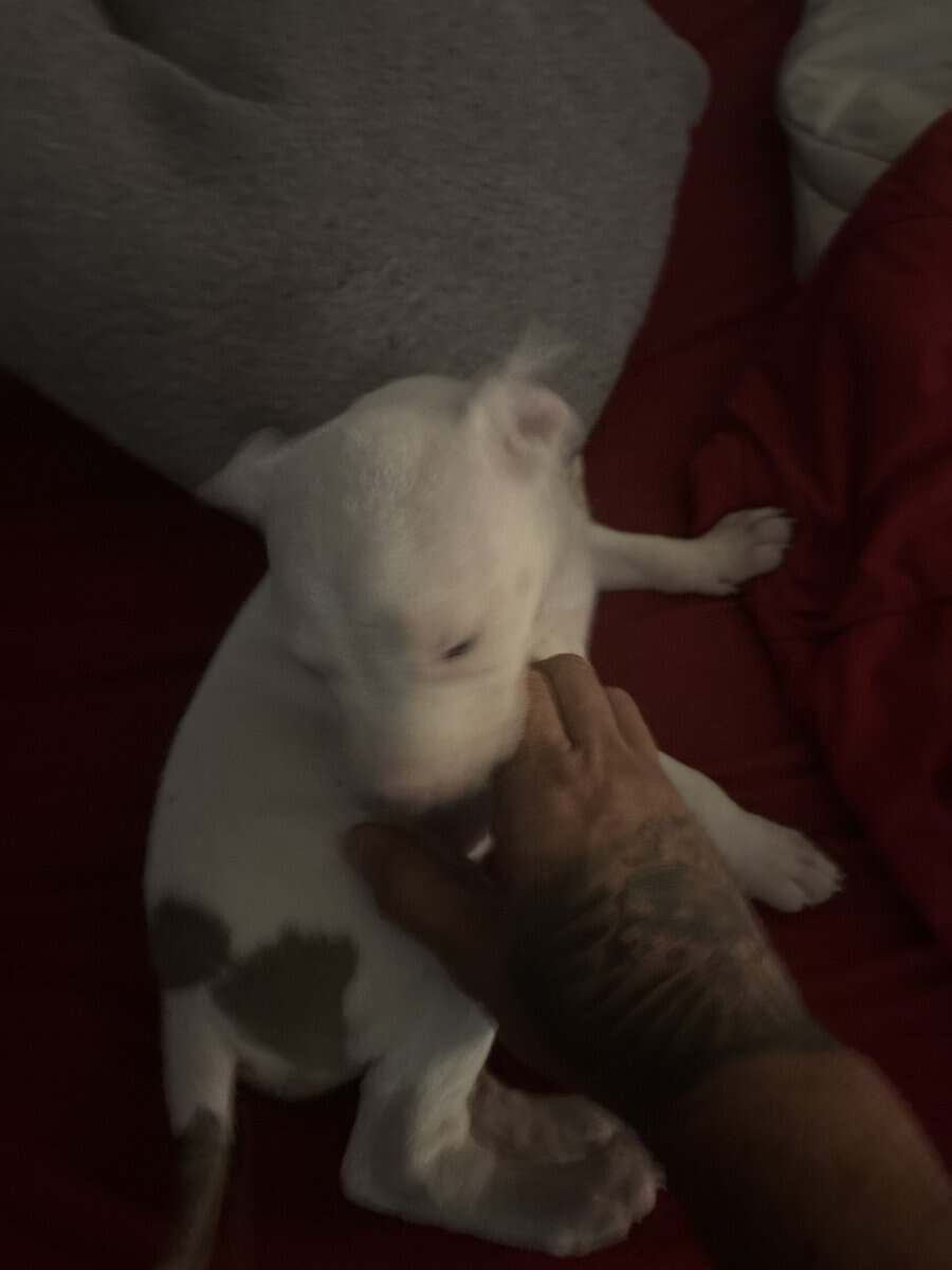 American pitbull terrier image 1
