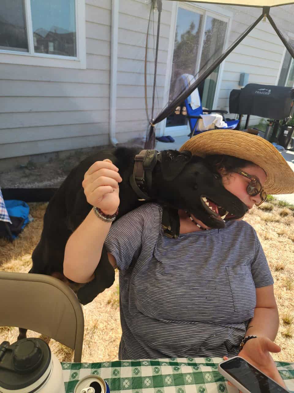 2-year-old purebred black lab image 1