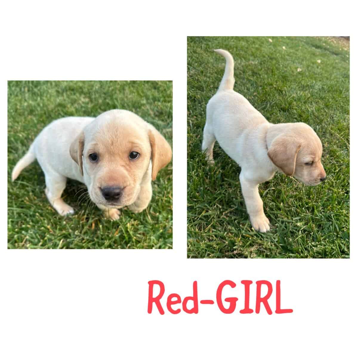 AKC Labrador puppies image 8
