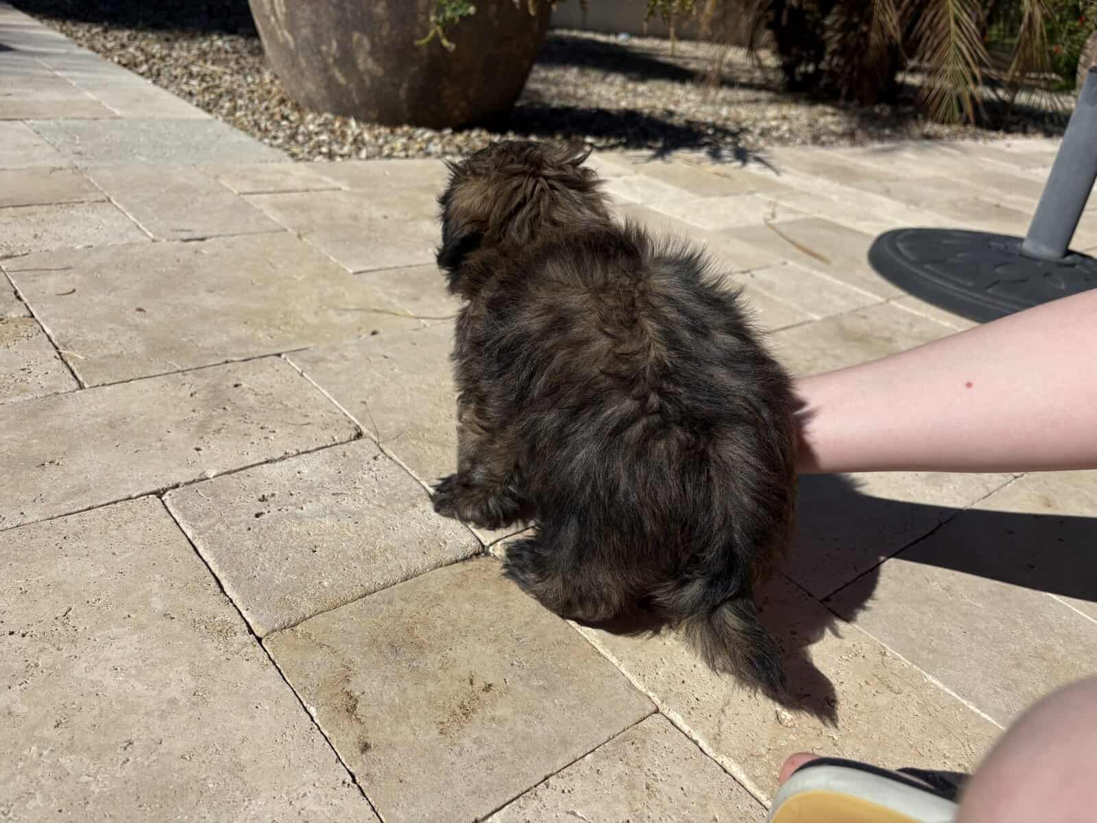 2 Boys Pure Bred Shih Tzus image 7
