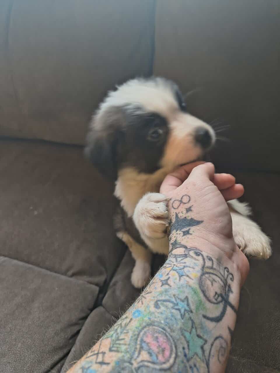 Saint Bernard puppies image 3