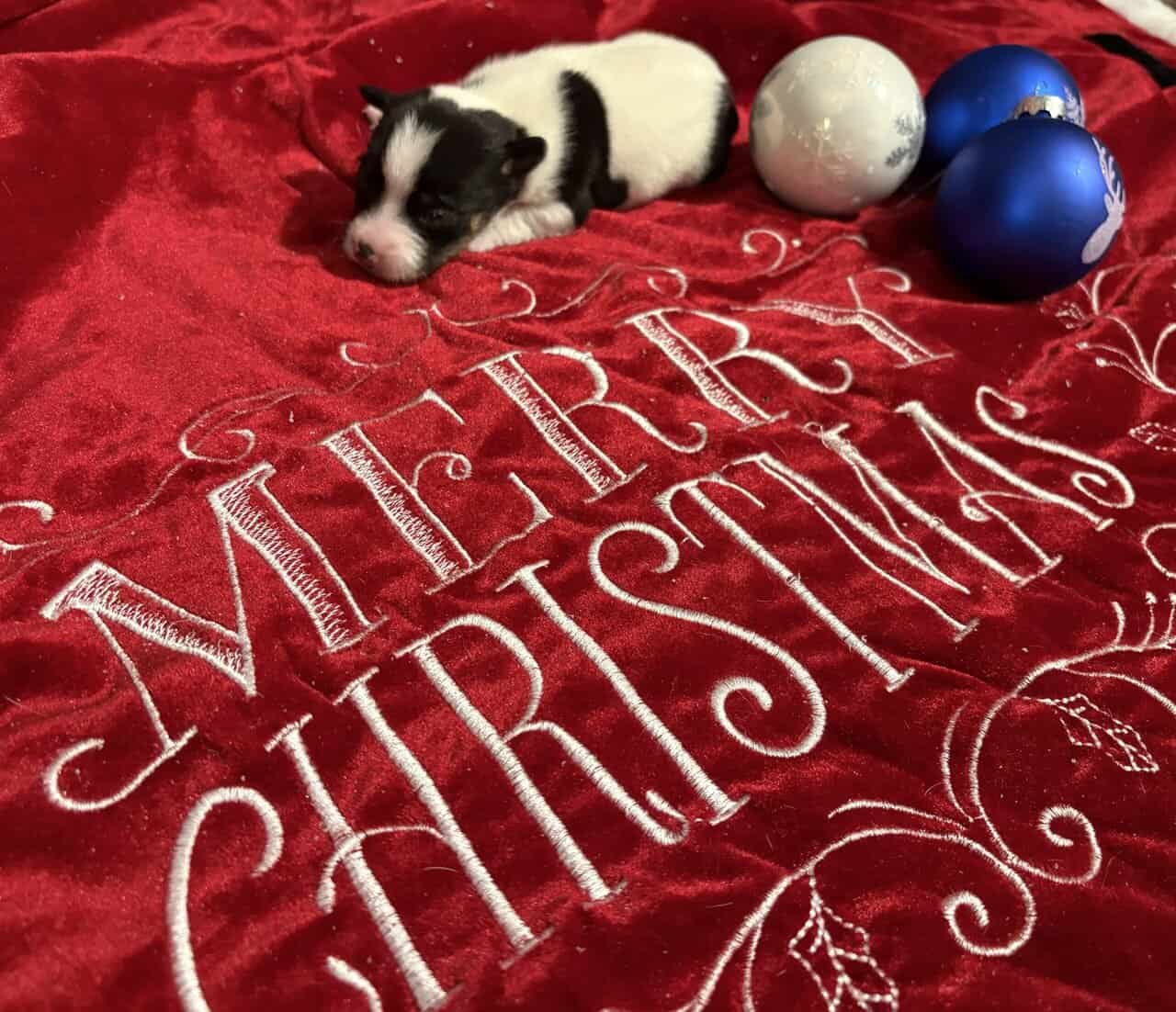 Rat terrier puppies image 3