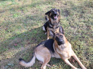 AKC German shepherd puppies ready Christmas