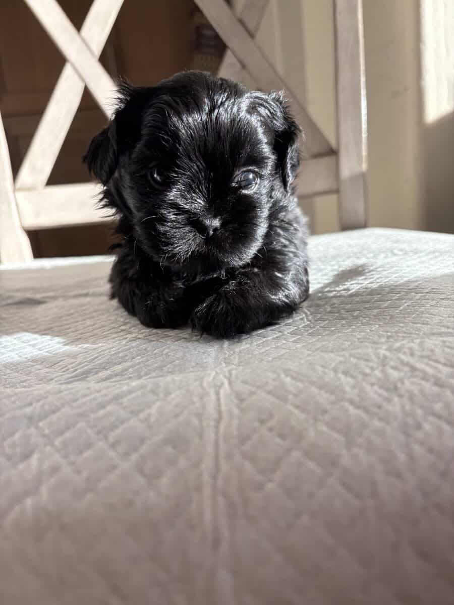 2 Boys Pure Bred Shih Tzus image 2