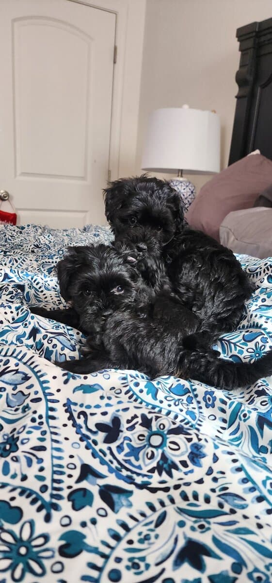 Designer Shorkipoo Puppies image 8