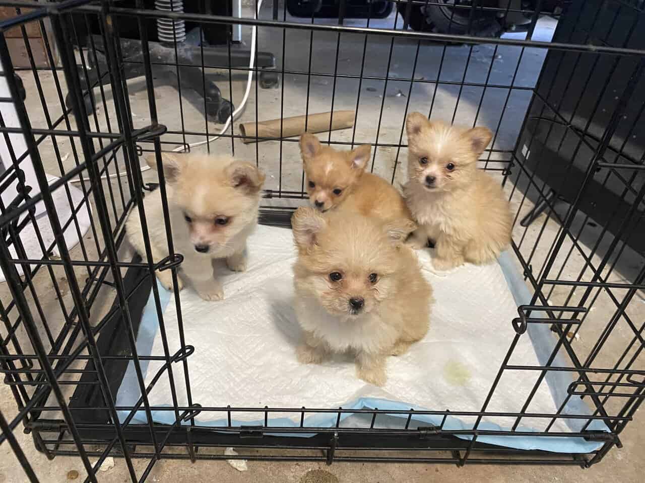 Pomeranian and Bichon image 4