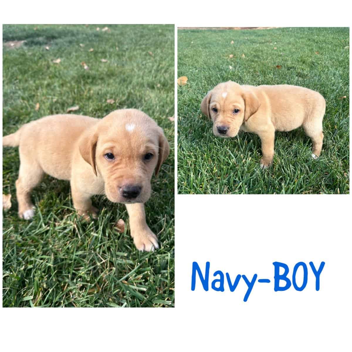 AKC Labrador puppies image 2