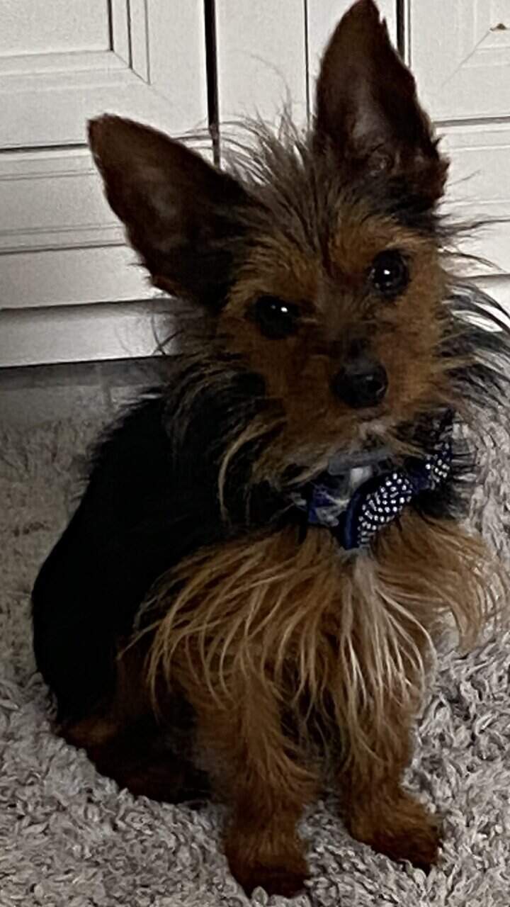 Registered Yorkie image 7