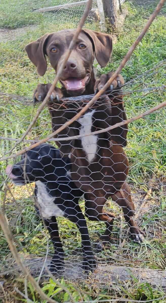 Puppies image 6