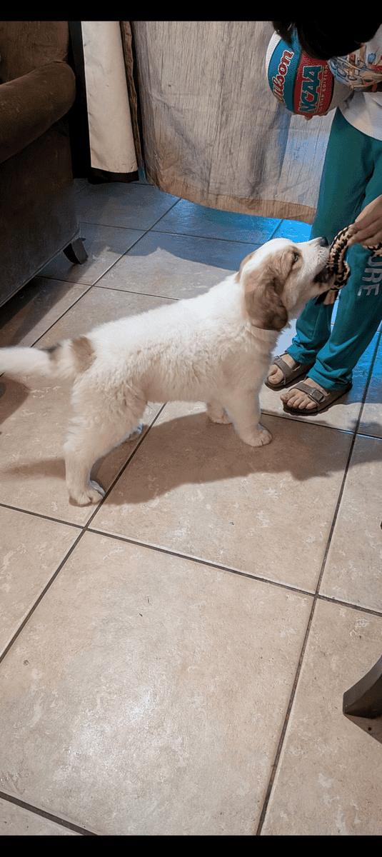Saint Bernard/ Great Pyrenees puppies for sale. image 4