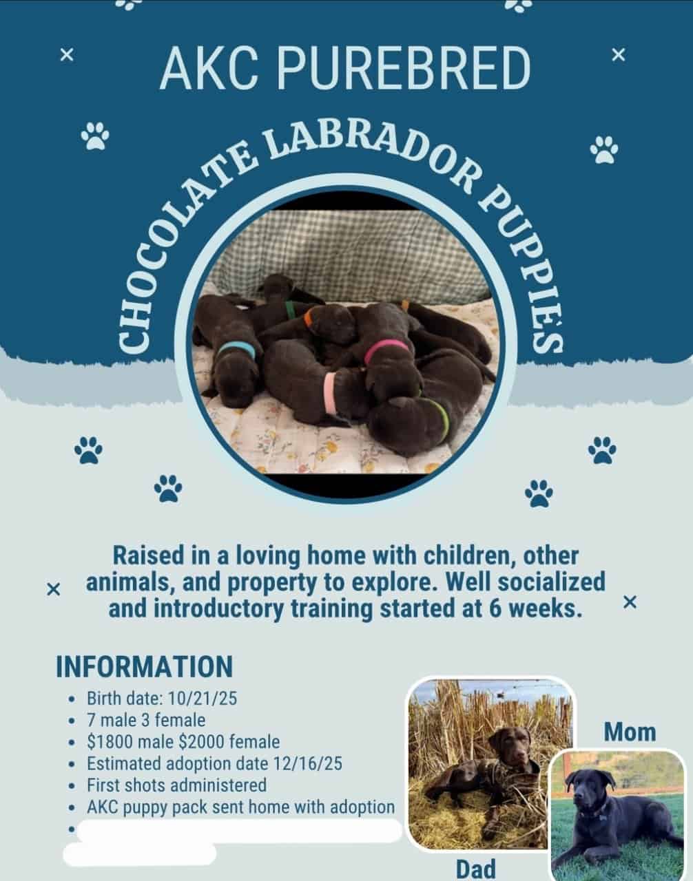 AKC Chocolate Labs image 4