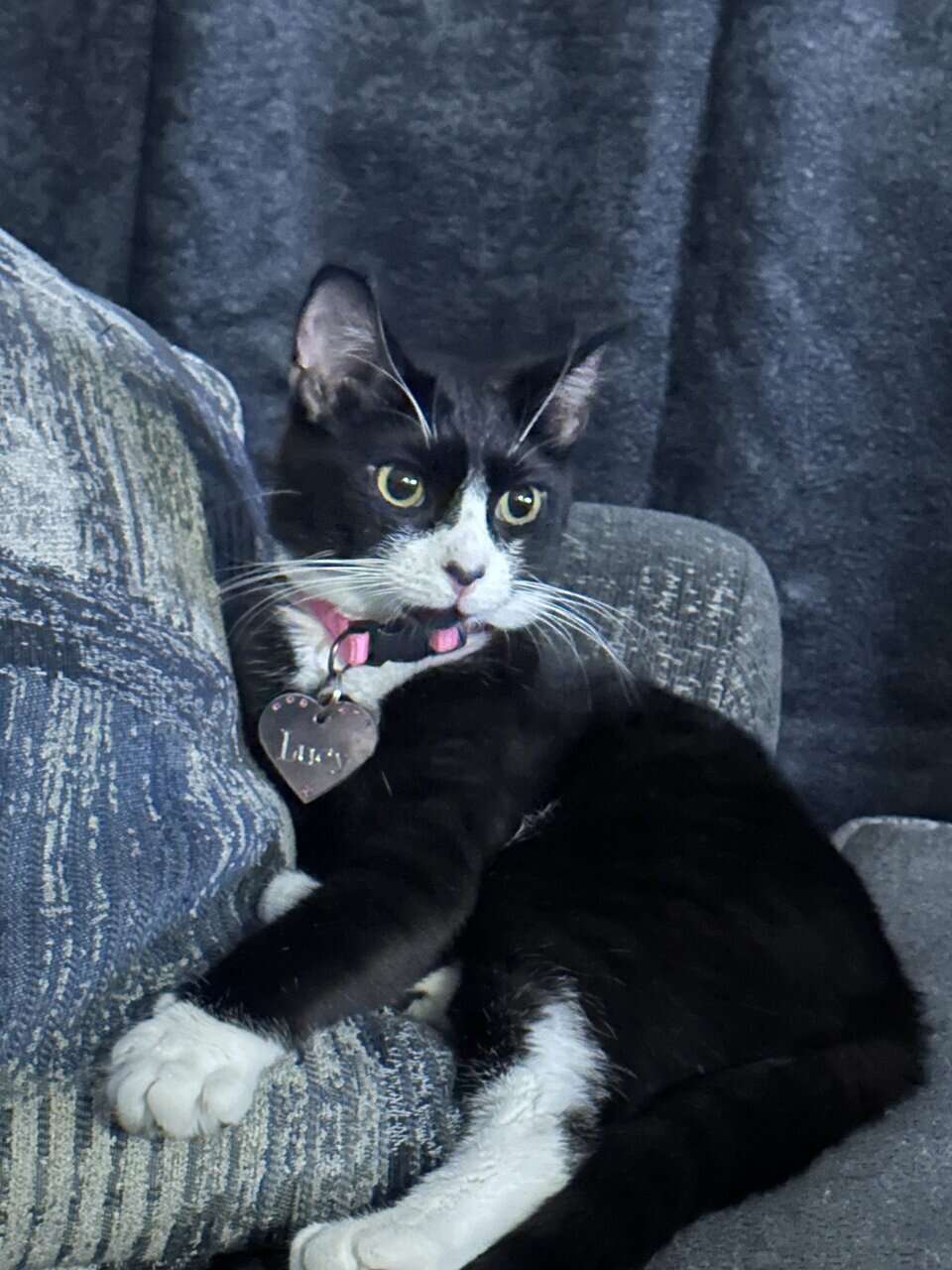 Cat and kittens need rehoming can be sold sep. image 4