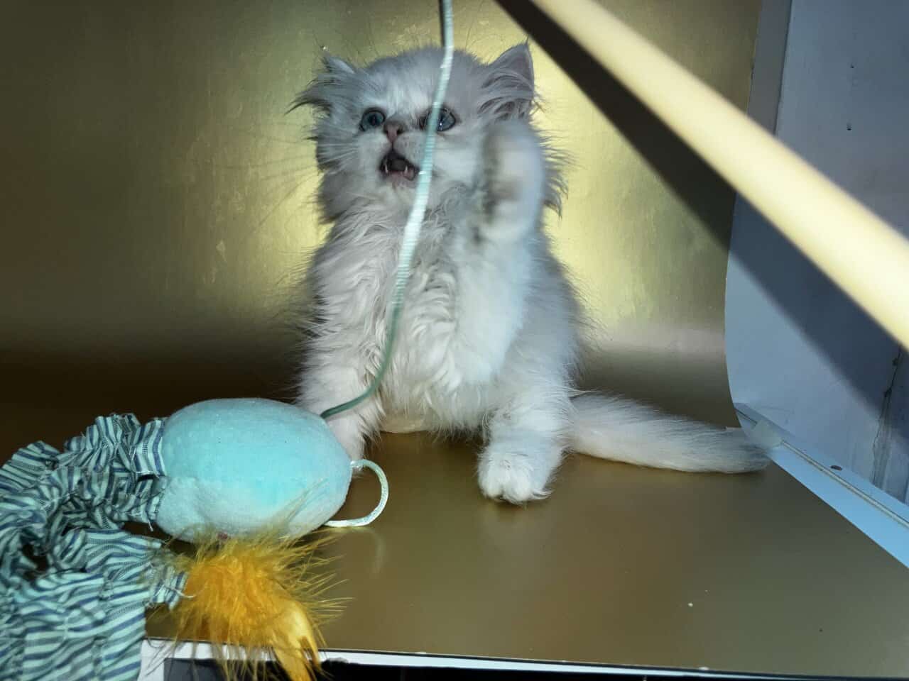 Silver chinchilla British longhair male image 7