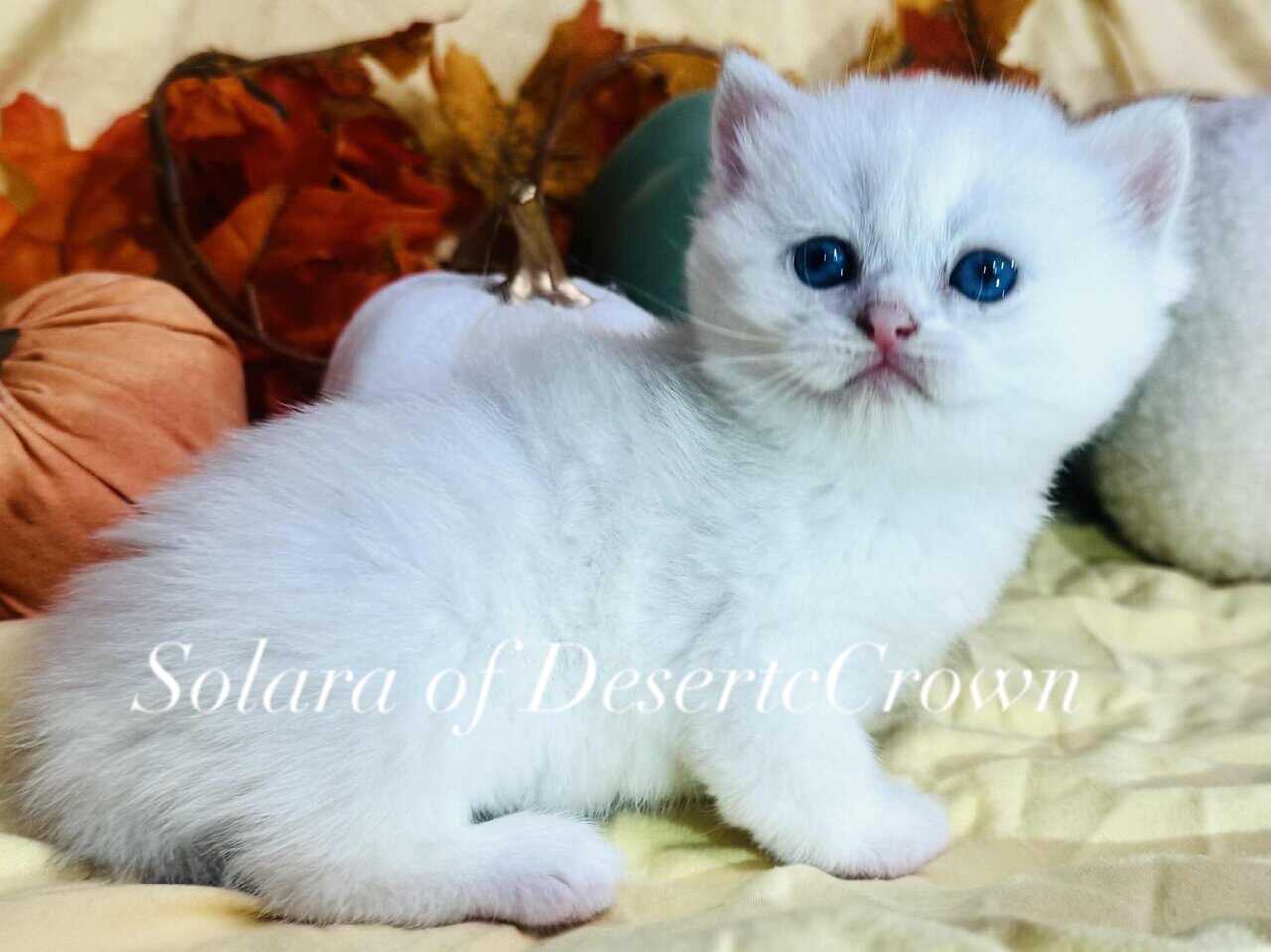 Silver chinchilla British shorthair female wcf image 10