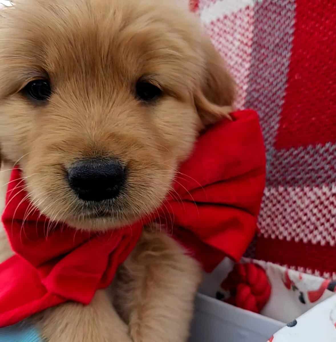 Golden Retriever Puppies image 4