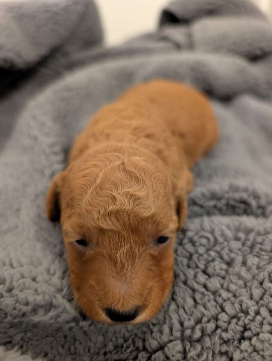 Mini Goldendoodles image 4