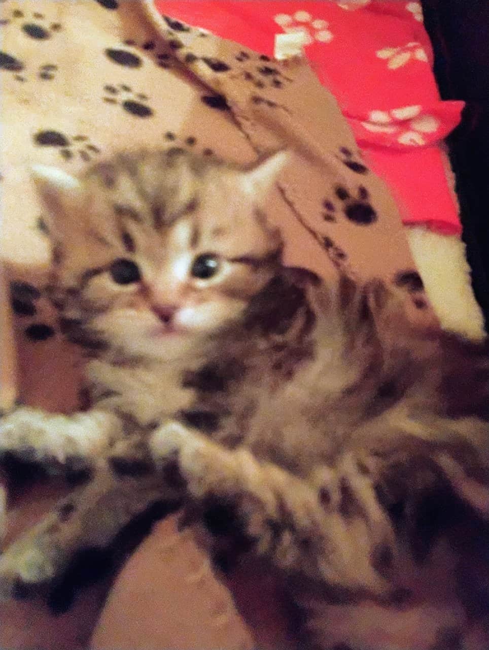 Siberian kittens image 5