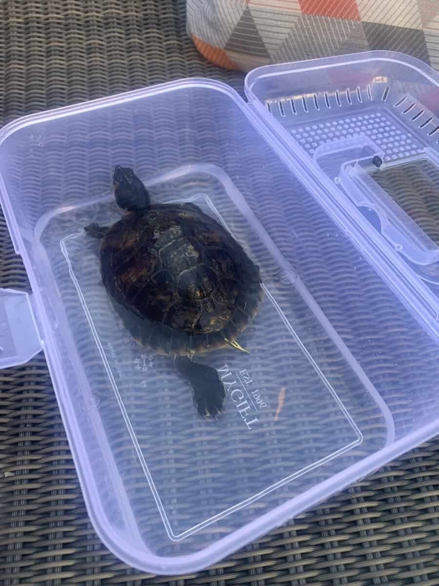 Yellow bellied turtle for sale image 1