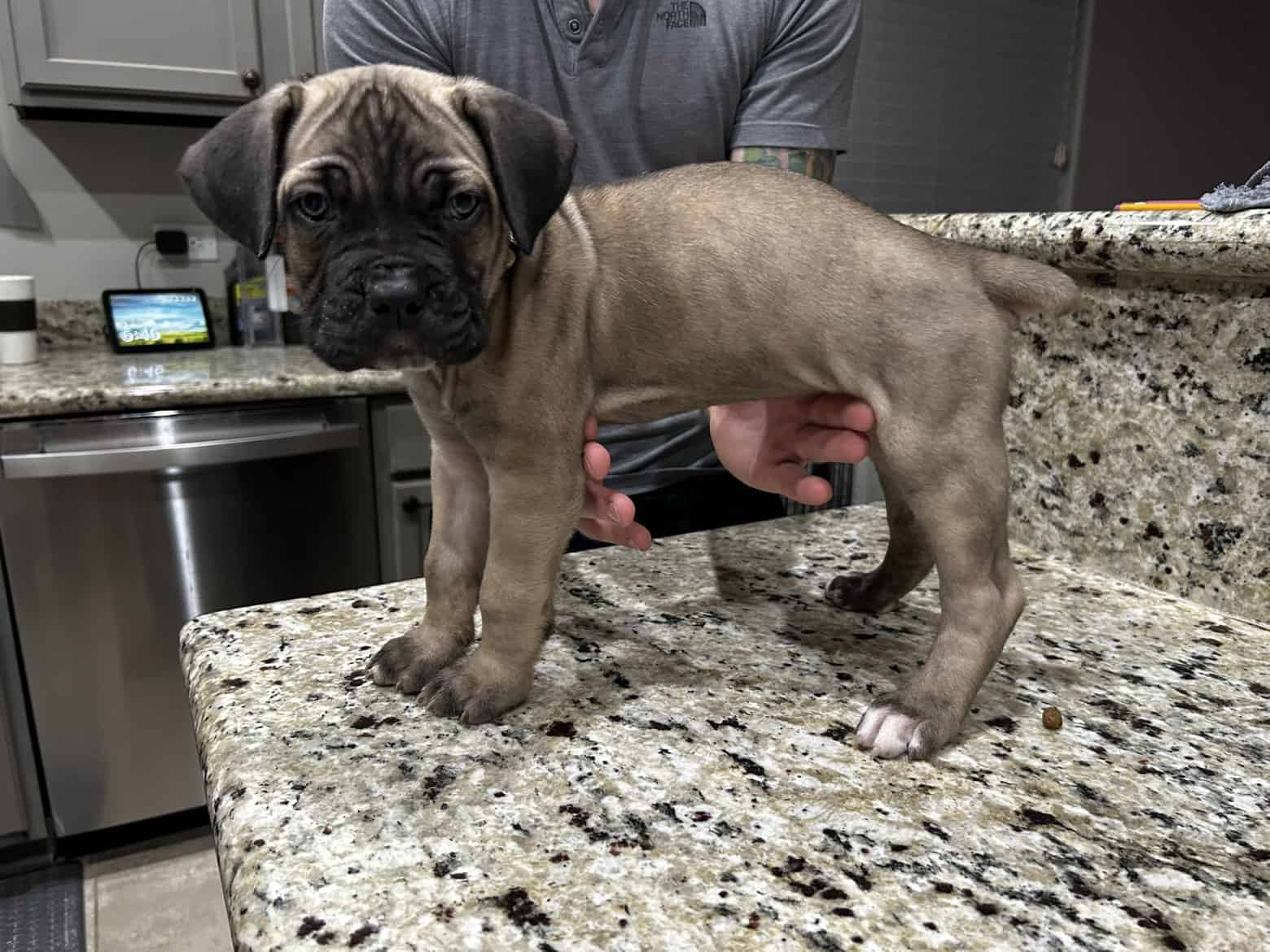 CCC's Kennel Cane Corso Puppies image 6
