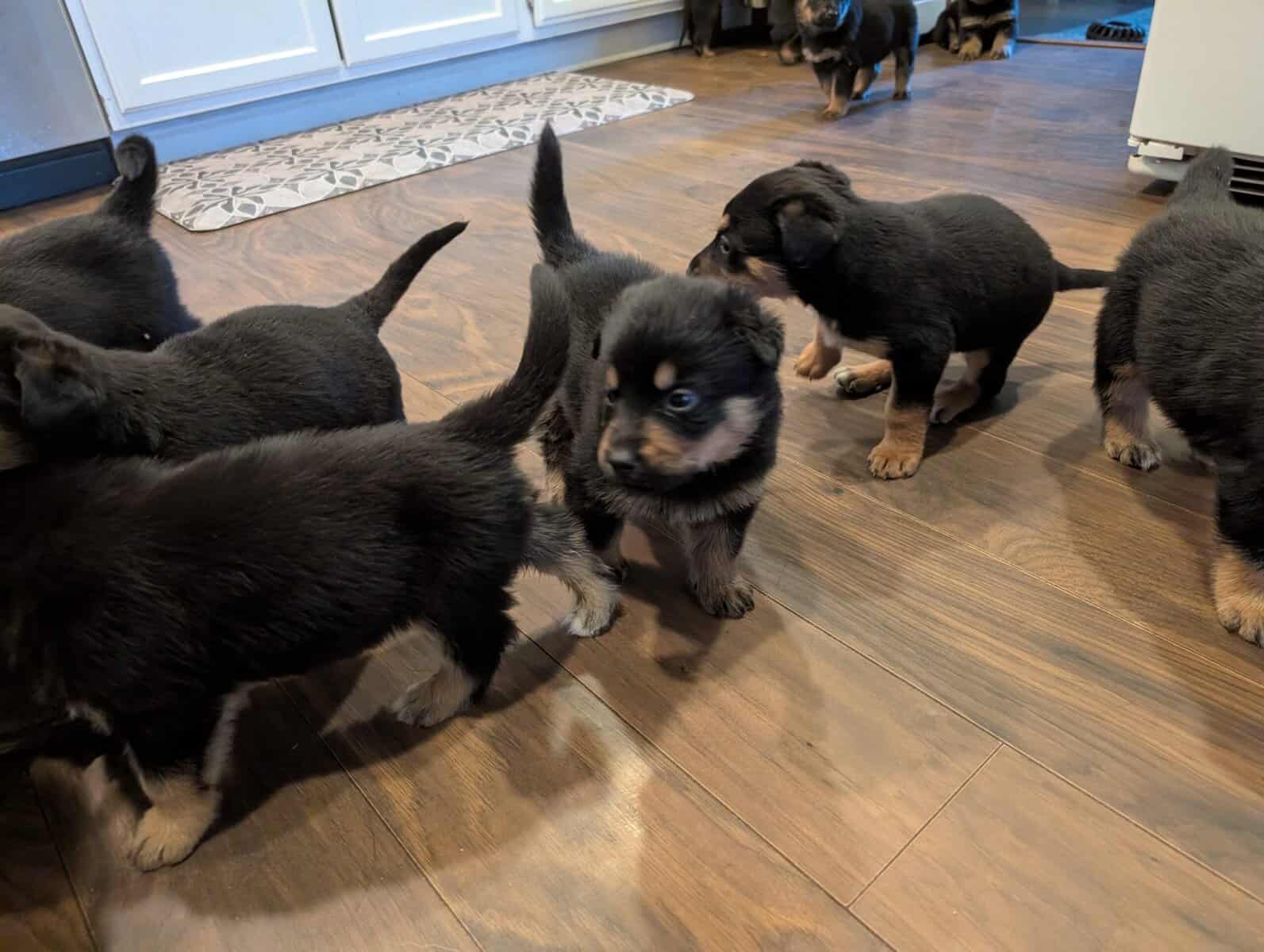German shepherd mix puppies image 7