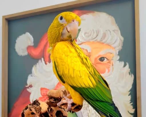 Golden Conure Baby image 1