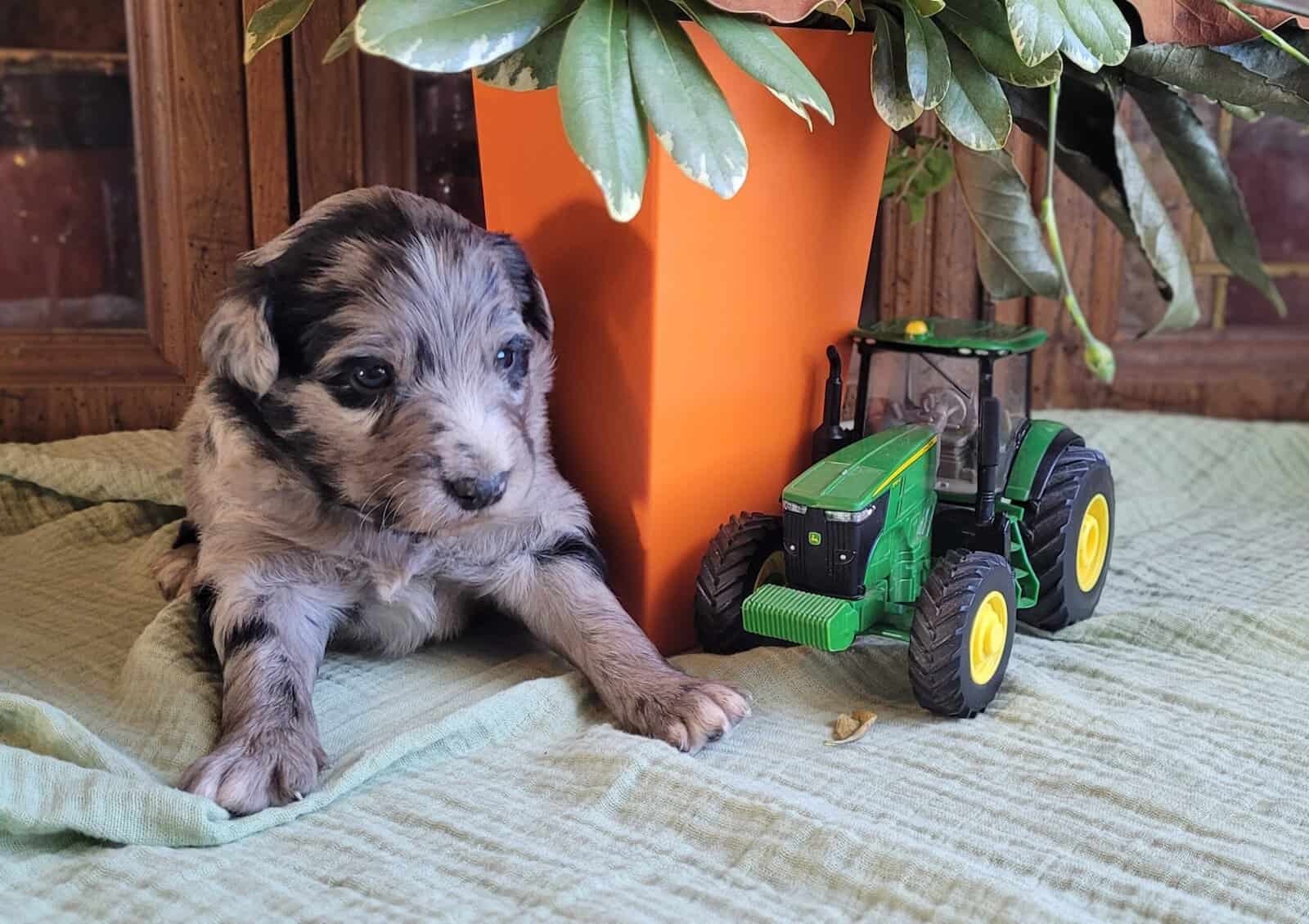 Aussie Puppies image 4
