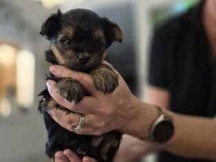 Yorkie Puppy – Girl