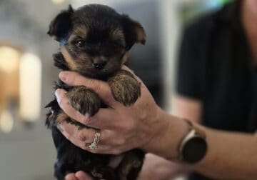 Yorkie Puppy – Girl