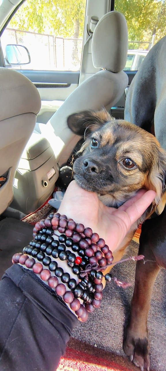Pug/Chihuahua Mix 7 month old image 1
