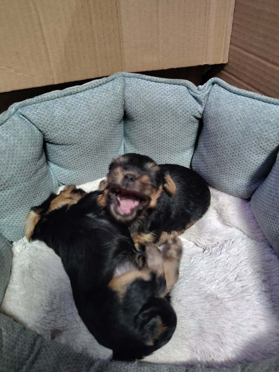 Yorkshire puppies image 3