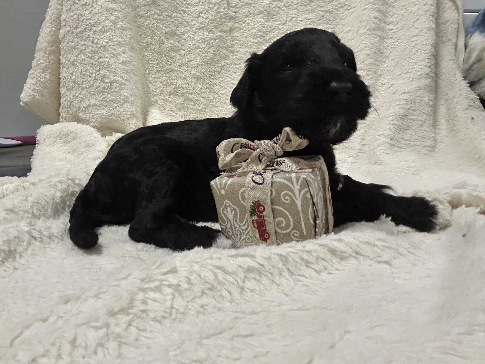 Aussiedoodles image 9