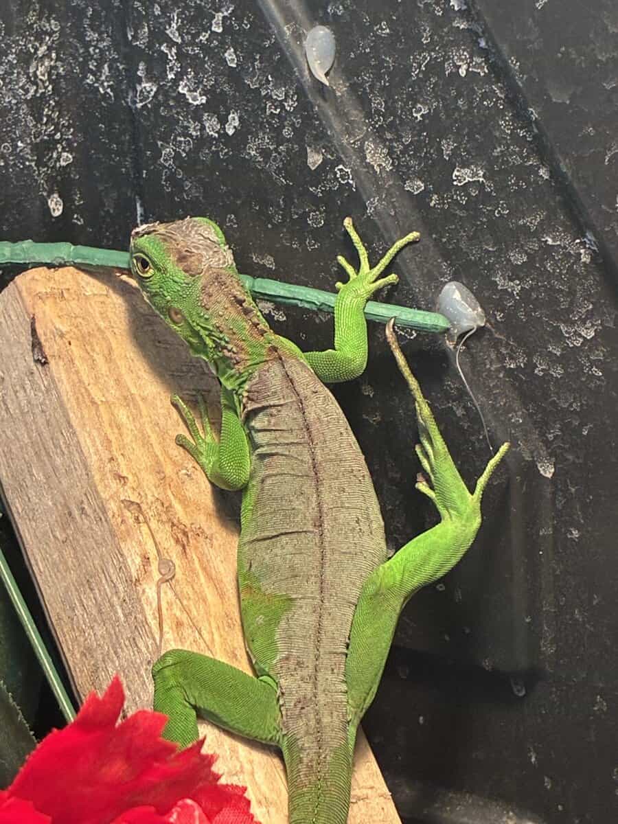 Baby iguana image 2