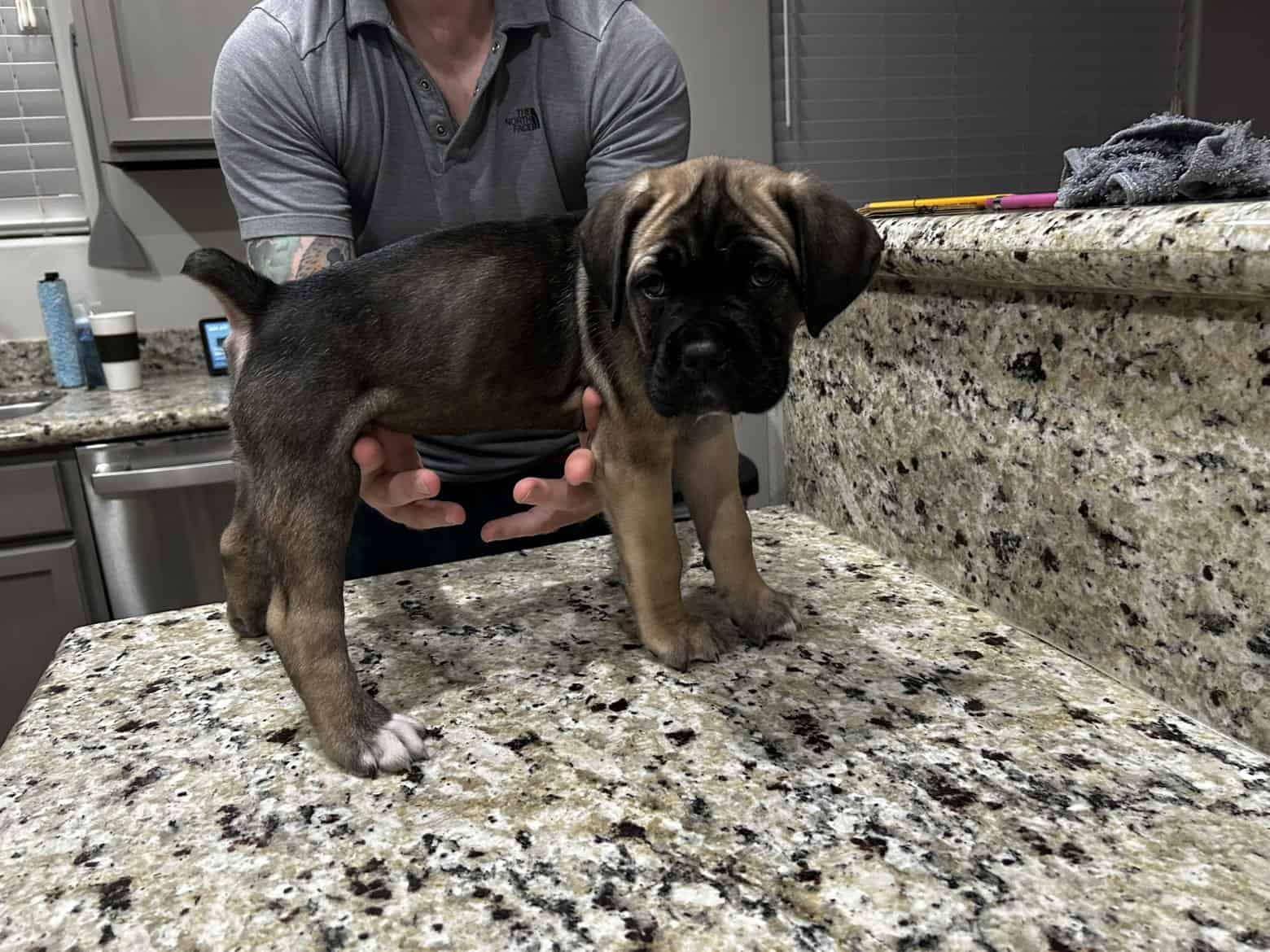 CCC's Kennel Cane Corso Puppies image 8