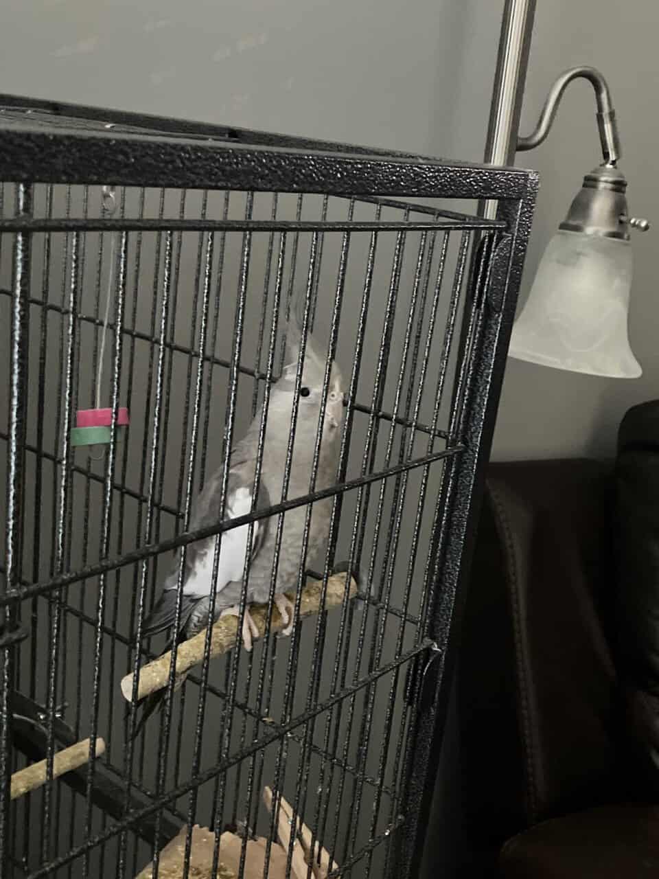 Selling cockatiel 120$ firm. image 1