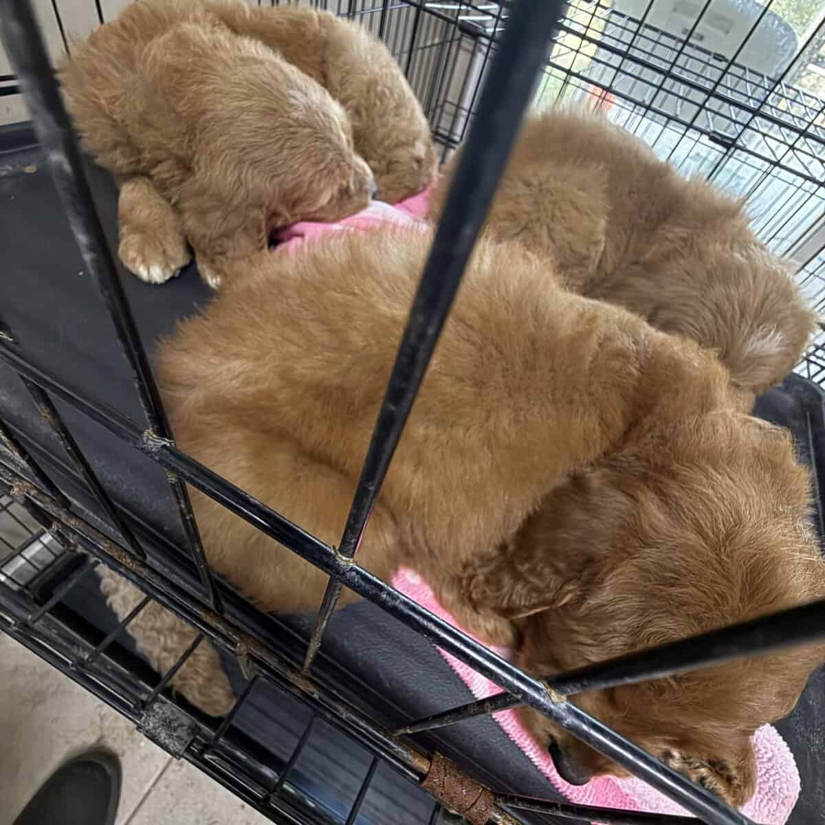 Litter of 7 Teddy Bear like Goldendoodles image 10
