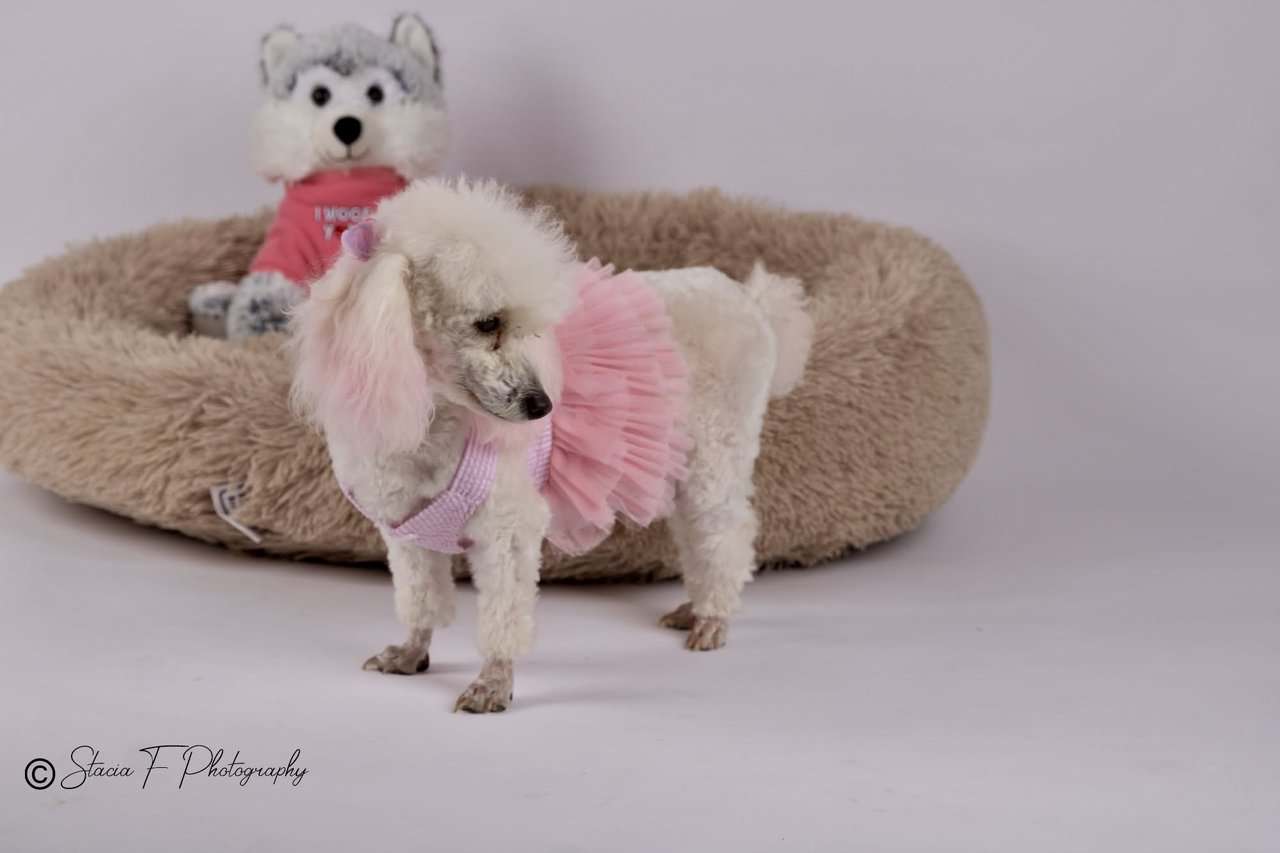Toy Poodles DNA checked mom and Dad on Site image 9