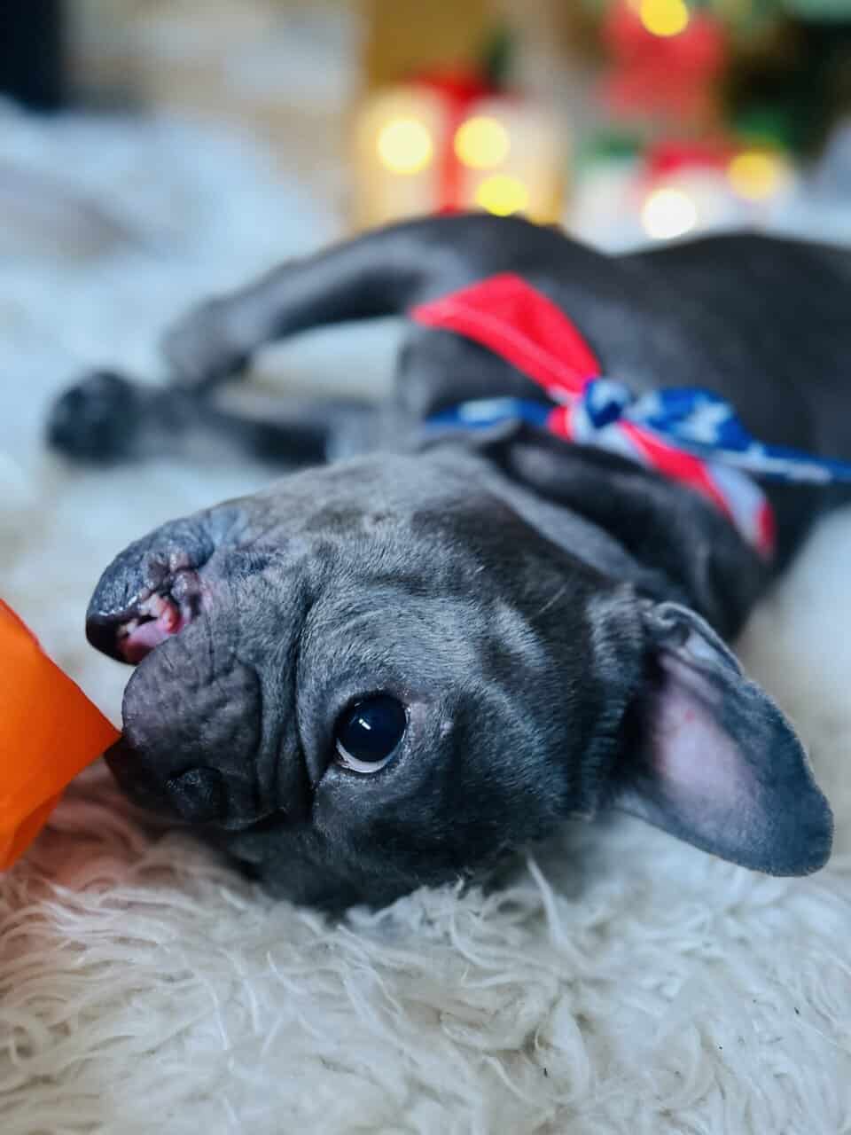 French bulldog image 3