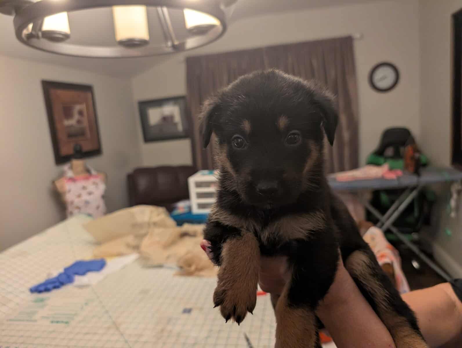 German shepherd mix puppies image 1