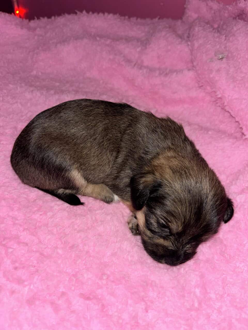 Zeailah a patterdale terrier mix image 6